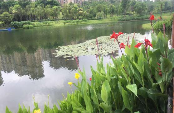 黑臭水体怎么处理？农村黑臭水体治理方案